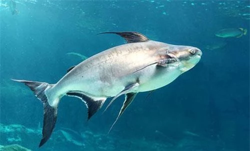 Quần thế các loài cá lớn trên quy mô toàn cầu đang có xu hướng “biến mất” dần dần.