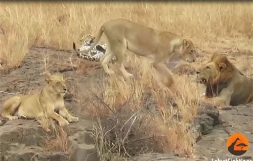 Bị đàn sư tử bao vây, báo hoa mai vẫn thoát chết theo cách không ai ngờ tới