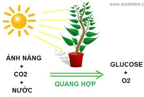 Điều gì sẽ xảy ra nếu con người có khả năng quang hợp?