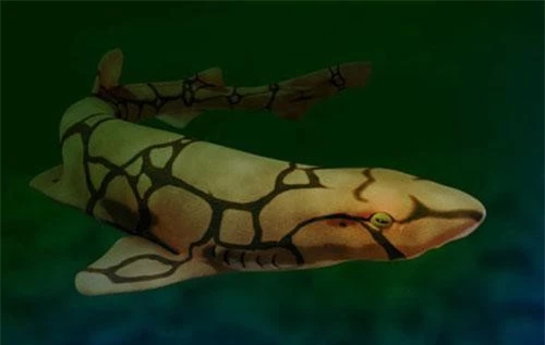 Cá mập mèo chuỗi, Scyliorhinus rotifer (dottedyeti)