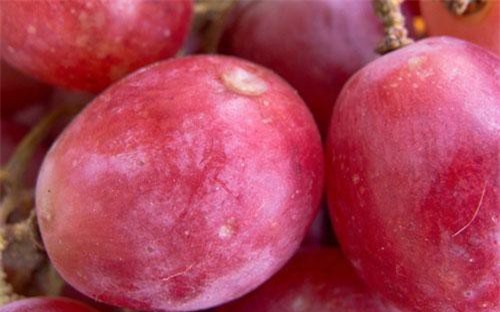 Loại nho đắt nhất thế giới được bán hơn 250 triệu VND một chùm