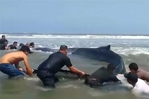 Cứu cá voi khổng lồ bị mắc cạn ở Peru
