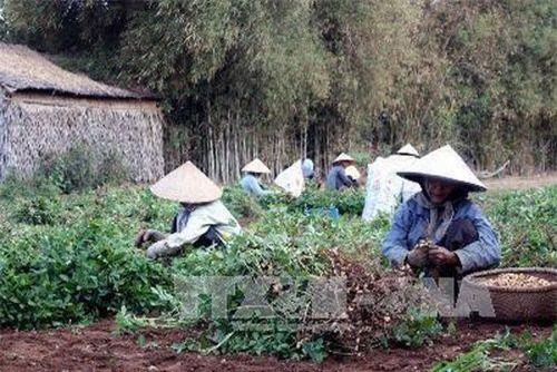 Trà Vinh: Trồng lạc giống mùa mưa cho hiệu quả cao