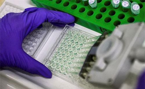 Khám phá thành công bản đồ phân tử gene trong phôi chuột