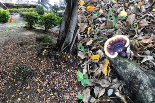 Đưa chó đi dạo, phát hiện loài nấm tiên cực hiếm