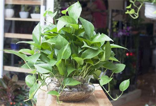 Loại cây phong thuỷ chỉ cần có nước là sống, vừa lọc sạch không khí, vừa hút tài hút lộc về cho gia chủ