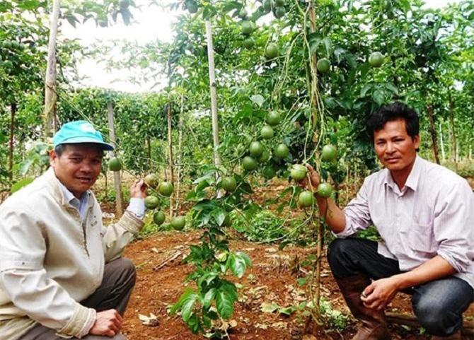 Công ty TNHH TM&DV Trường Hoàng Lâm Đồng liên kết với nông dân xây dựng vùng nguyên liệu chanh dây từ 3.000 - 3.500ha, tạo thêm cơ hội việc làm mới cho lao động địa phương