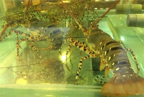 Thương chiến leo thang: Nông, thủy sản giá rẻ từ Mỹ, Trung Quốc tràn sang Việt Nam