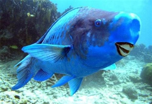 Kinh ngạc loài cá màu xanh lam "dị", nghiền được đá thành cát