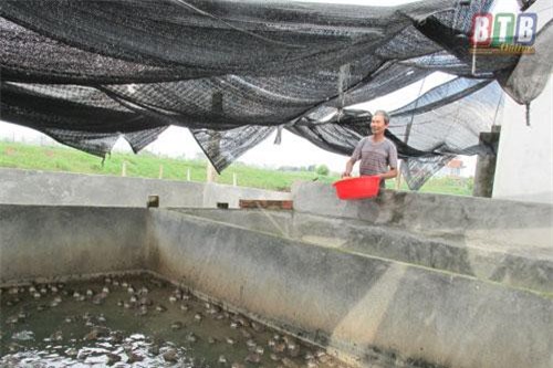 Thái Bình: Ông Khánh nuôi ếch làm giàu