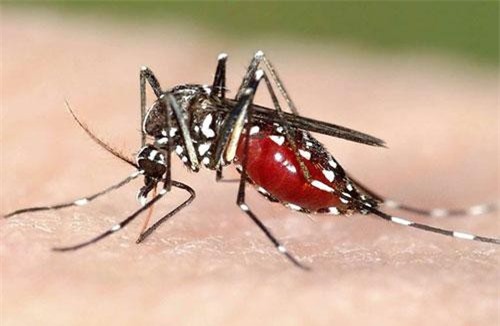 Giao mùa nhiều muỗi đến mấy cũng đừng lo, tuyệt chiêu đơn giản rẻ tiền này sẽ khiến lũ muỗi ra đi lập tức