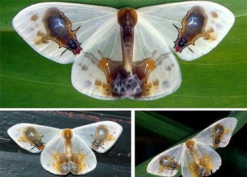 Đẳng cấp loài bướm vẽ luôn cái chết của mình lên cánh ngụy trang