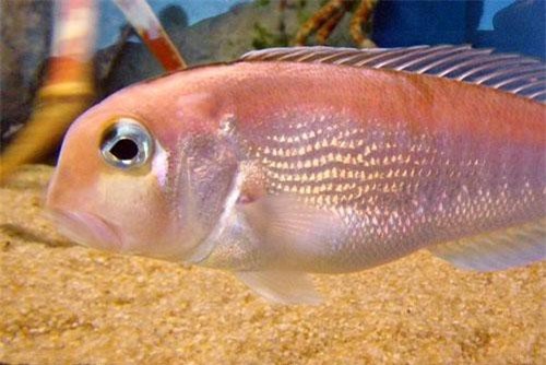 Khám phá cá nàng đào dễ nhiễm độc thủy ngân, có ở Việt Nam