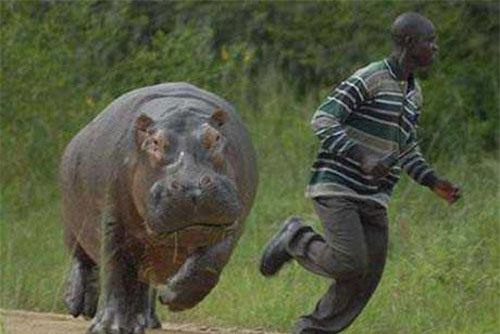 CLIP: Những khoảnh khắc động vật hoang dã tấn công người gây ám ảnh