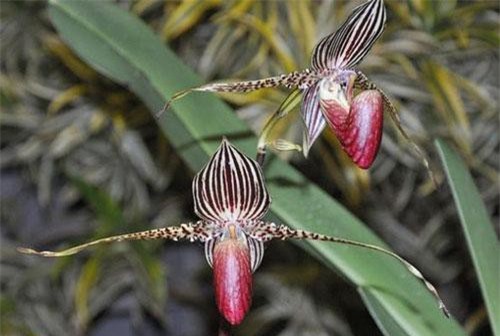Ngỡ ngàng trước loài hoa lan siêu hiếm: 15 năm mới nở 1 lần, có giá lên tới 150 triệu đồng/cành