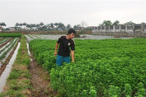 Bắc Ninh: Chàng kỹ sư trẻ khai thác 'mỏ vàng xanh' trên đất lúa