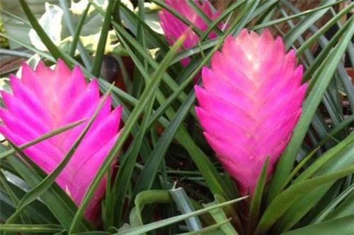 Sự thật về cây quạt ba tiêu có hình dáng “kịch độc”