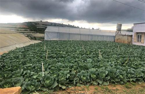 Sau mưa lũ, các loại rau xanh Đà Lạt đồng loạt tăng giá