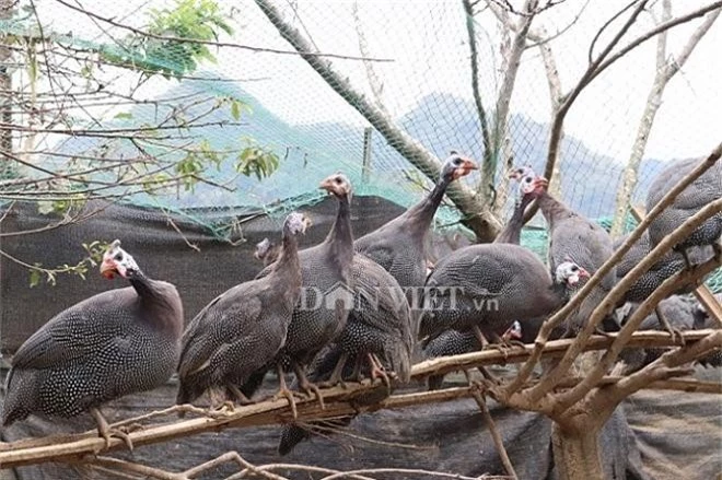 nuoi ga "la", keu diec ca tai, de hon tram trung, lao nong trung lon hinh anh 2