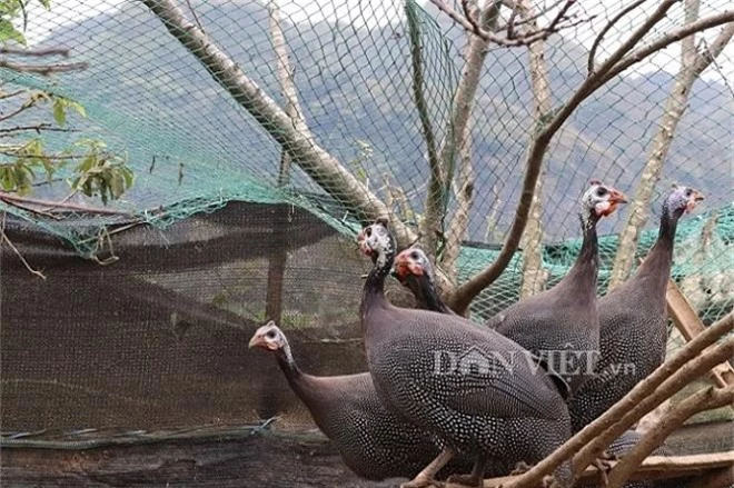 nuoi ga "la", keu diec ca tai, de hon tram trung, lao nong trung lon hinh anh 4