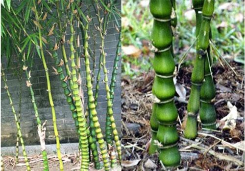 Trước nhà mà trồng 5 loại cây phong thủy này, lộc ào về như thác lũ