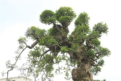 Tuyệt phẩm duối cổ “Gia đình sum vầy” cao 4m, giá hơn 10 tỷ đồng