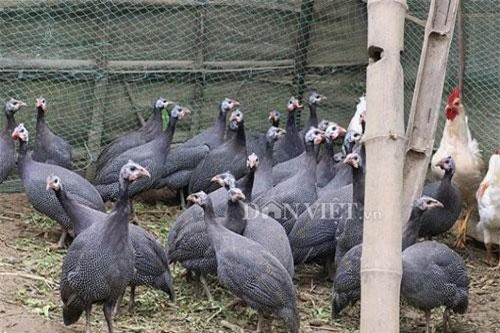 Sơn La: Nuôi gà "lạ", kêu điếc cả tai, đẻ hơn trăm trứng, lão nông trúng lớn