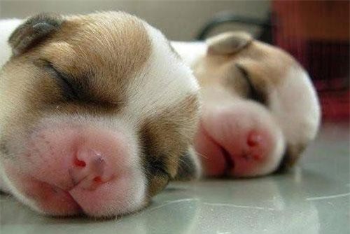 Top 10 loài động vật đẹp nhất thế giới khi chưa trưởng thành