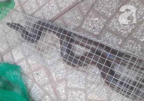 Cận cảnh bẫy rắn hổ mang chúa dài hàng mét, từng tấn công người đi đường tại khu đô thị Hà Nội