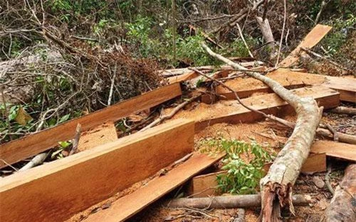 Hiện trường vụ phá rừng vừa được phát hiện tại thôn 1, xã Trà Kót, huyện Bắc Trà My