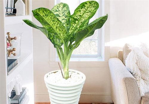 Khám phá bất ngờ cây danh dự có nhiều ở Việt Nam