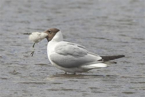 Mòng biển đầu đen săn giết chim con đầy tàn nhẫn