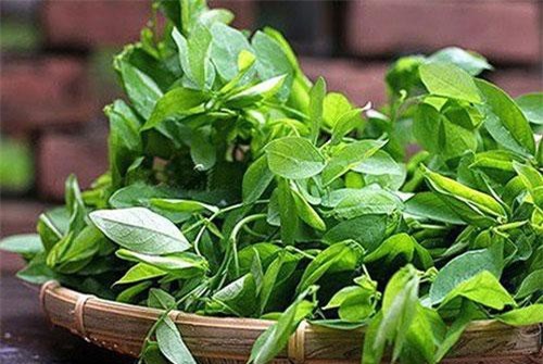 Những điều cấm kỵ khi ăn rau ngót tuyệt đối không thể bỏ qua