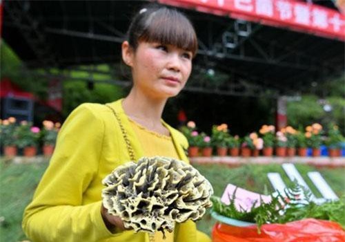 Kỳ lạ loài nấm vi khuẩn đáng sợ, có giá cực cao