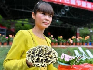 Kỳ lạ loài nấm vi khuẩn đáng sợ, có giá cực cao