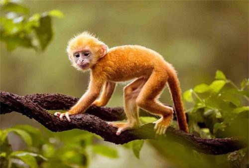 Kể từ giờ đến cuối năm là "mùa vàng" của 3 con giáp này: Sự nghiệp lên hương, tiền tài dư dả