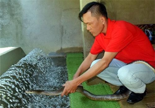 Đồng Nai: Nuôi rắn ráo trâu lãi nửa tỷ mỗi năm