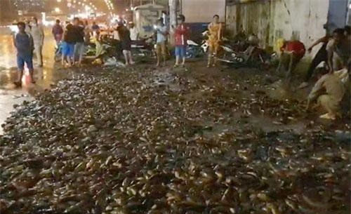 TPHCM: Hơn 100 người giúp tài xế gom 2,7 tấn cá bị đổ tràn trên quốc lộ