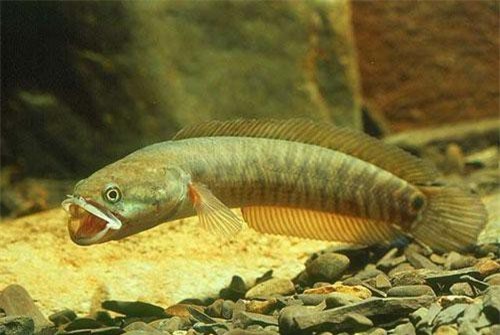 5 loài cá tiến vua huyền thoại của Việt Nam