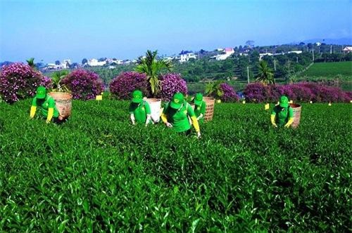 Lâm Đồng có 15 đơn vị sản xuất nông nghiệp thông minh