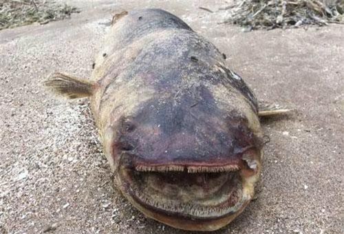 'Thủy quái' răng nhọn hoắt dạt bờ sông Volga