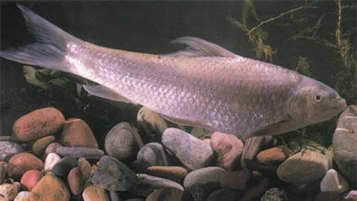 Cá rầm xanh là một loài cá thuộc họ cá chép xuất hiện nhiều tại các sông ngòi ở các tỉnh miền núi phía Bắc và rải rác tại khu vực Bắc Trung Bộ. Đây là một loài cá quý từng được ghi nhận trong sử sách như một sản vật tiến vua nhiều thế kỷ trước.