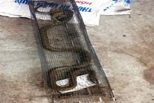 Rắn độc đe dọa cư dân chung cư Xuân Mai Complex, Hà Đông