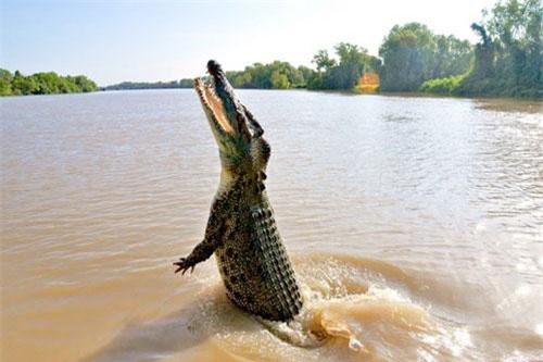 Hãi hùng khoảnh khắc bé trai 10 tuổi đang ngồi trên thuyền thì bị cá sấu lôi xuống nước ăn thịt, người nhà bất lực, chỉ lo chạy thoát thân