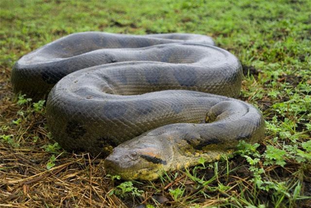 Điểm danh 8 ‘sát nhân’ đáng sợ nhất trong rừng Amazon