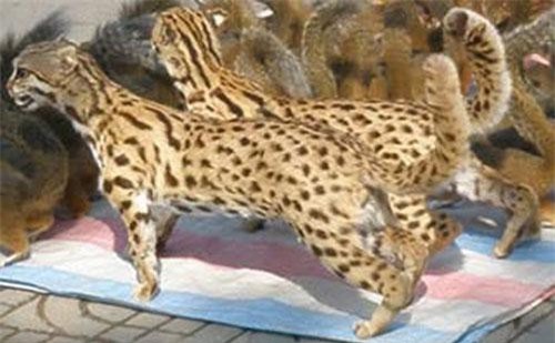 Điều ít ai hay về loài beo lửa cực hiếm ở Việt Nam