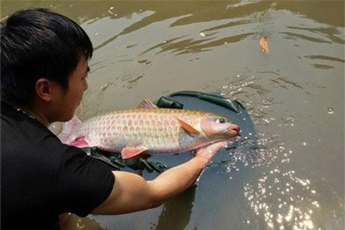 Sự thật độc đáo về “cá vua” của người Tây Bắc