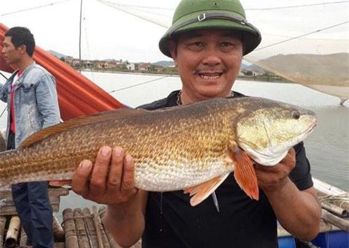 Anh Hồng cùng con cá câu được trên sông Gianh, nghi là cá sủ vàng.