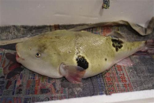 Con cá vừa xấu xí vừa kịch độc có giá gần 7 triệu một miếng bé xíu