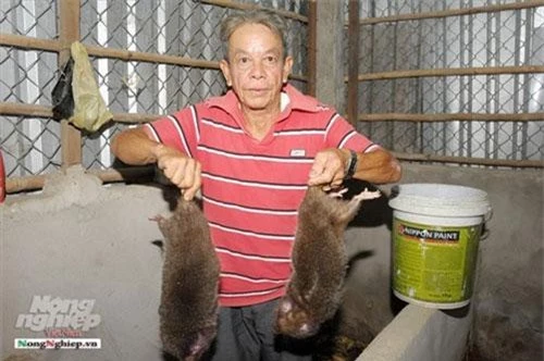 Ông Hiếu chia sẻ, trong một chuyến ra Hà Nôi năm 2006, ông thấy thịt dúi ăn ngon và có giá trị kinh tế cao nên không ngần ngại bỏ gần 15 triệu đồng mua 12 con về nuôi thử (trong đó 8 cái và 4 con đực).